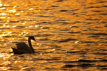 A swan swims in a river in the light of the setting sun (Rostock, Germany)