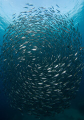 Fototapeta premium Sardine Bait Ball in Blue Ocean