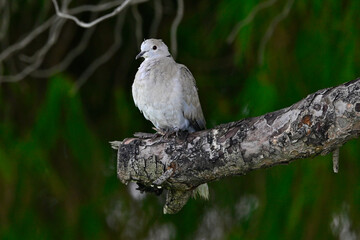 Türkentaube // Collared dove (Streptopelia decaocto)