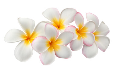Naklejka premium Beautiful plumeria flowers for summer tropical backgrounds and floral design elements for your project