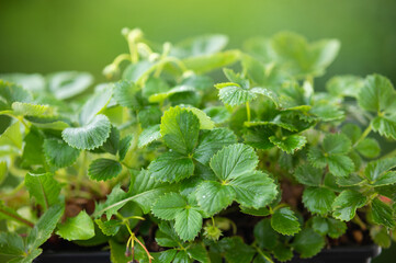 Strawberry Plant Beautiful Green Leaves