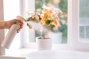 Close-up of a hand spraying cleaning solution in front of a sunlit window with indoor plants in the background. High quality photo