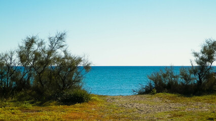 Dried trees on coastal area around the city of Vada, Tuscany Italy.
