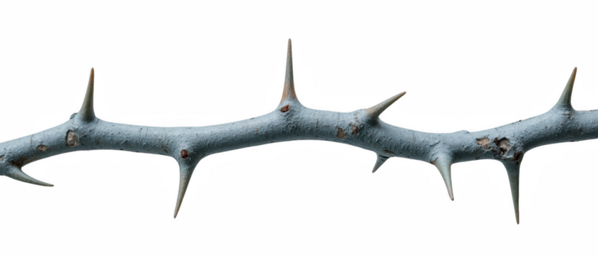 Detailed close up of thorny branch showcasing sharp spikes and textured surface, emphasizing its natural beauty and resilience