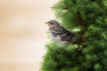 Juvenile Northern Mockingbird fledgling hiding in bush.