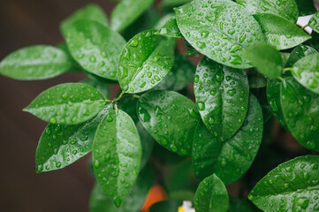 Green Plant Water Droplets Foliage