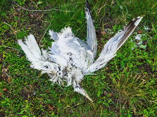 Dead bird found resting on grass in Sweden during a serene day in nature