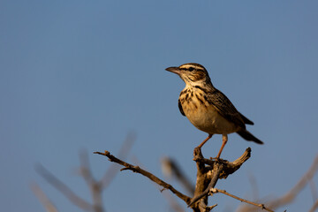 a sabota lark in golden light close up