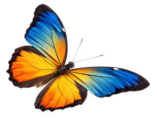 Colourful Butterfly, isolated on white background