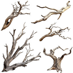 Collection of Dead Tree Branches Isolated on Black Background,