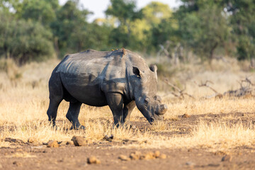 a portrait of a white rhino bull