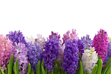 Fototapeta premium vibrant field of colorful hyacinth flowers in full bloom isolated on white background