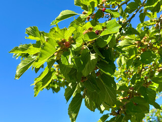 Close-up of a mulberry tree branch with lush green leaves and ripening berries, captured on a...