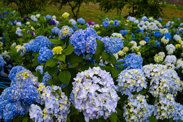 響山公園のアジサイ