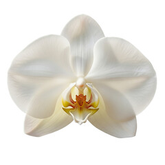 white orchid isolated on white