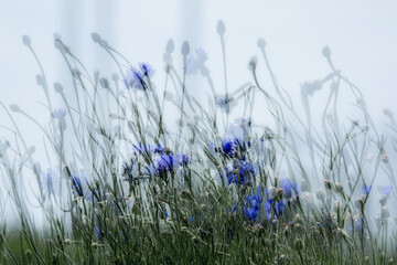 Abstract blue cornflowers blowing in the wind with blue sky background. 