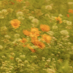Blurred landscape of orange cosmos flowers and white clovers blooming in a field giving a dreamy, ethereal effect. 