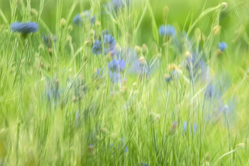 Blue cornflowers in a windy field, abstract photo with motion blur on a summer day in Iowa. 