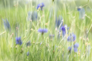 Impressionistic photo of blue cornflowers blooming in a green field with motion blur on a summer day in Iowa. 