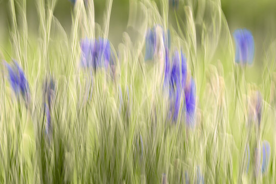 ICM photo of blue cornflowers blooming in the meadow giving a soft blurred effect to the photo. 