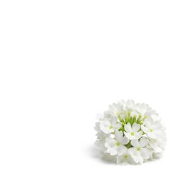 Beautiful Light White Verbena Studio Shot
