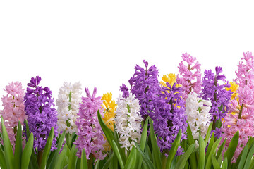 Obraz premium Vibrant cluster of hyacinth flowers in full bloom isolated on white background