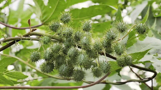 castor bean or castor oil plant	