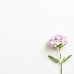 Beautiful Light Pink Verbena Studio Shot