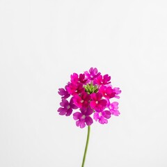 Beautiful Light Pink Verbena Studio Shot