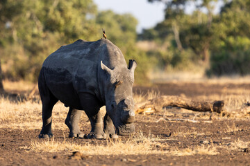 Fototapeta premium a portrait of a white rhino bull