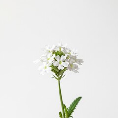 Beautiful Light White Verbena Studio Shot