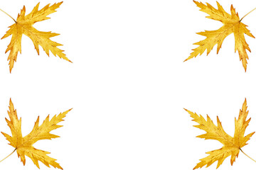 Yellow Maple Leaf Frame Png