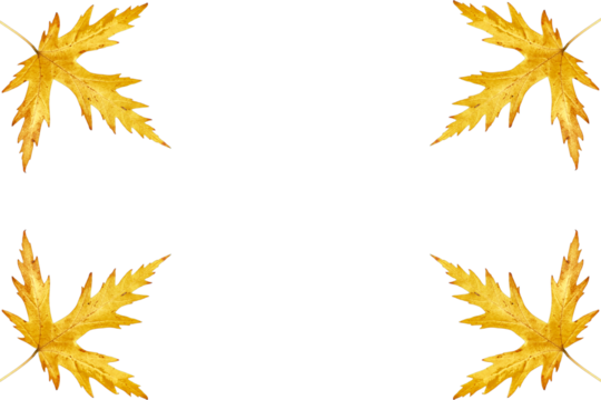 Yellow Maple Leaf Frame Png