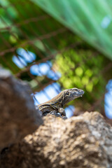 lizard on the rock