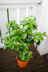 Green Plant Orange Terracotta Pot