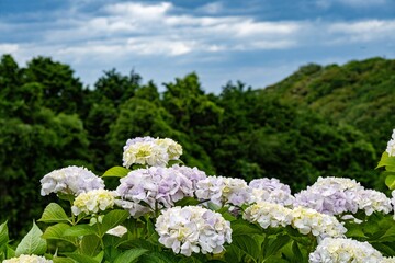 八面山のアジサイ
