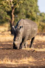 Fototapeta premium a portrait of a white rhino bull
