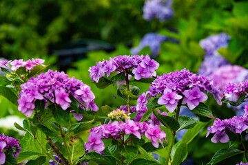 八面山のアジサイ
