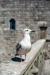 seagull on the pier