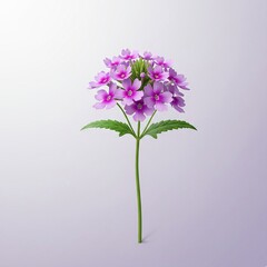 Vibrant Purple Verbena Flower Isolated
