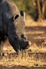 Obraz premium a portrait of a white rhino bull