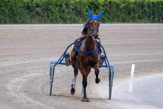 Modena, Italy – 05 18 2025: Racing horses trots and rider on a track of stadium. Competitions for trotting horse racing. Horses compete in harness racing. Horse runing at the track with rider.
