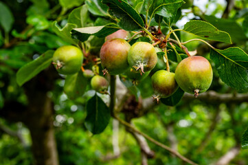 Irish Traditional Apples