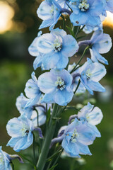 blue delphinium flowers at sunset in the garden