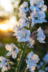 blue delphinium flowers at sunset in the garden