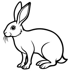 a hare isolated on white background