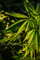 legal marijuana cultivation at home