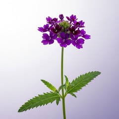 Vibrant Purple Verbena Flower Isolated
