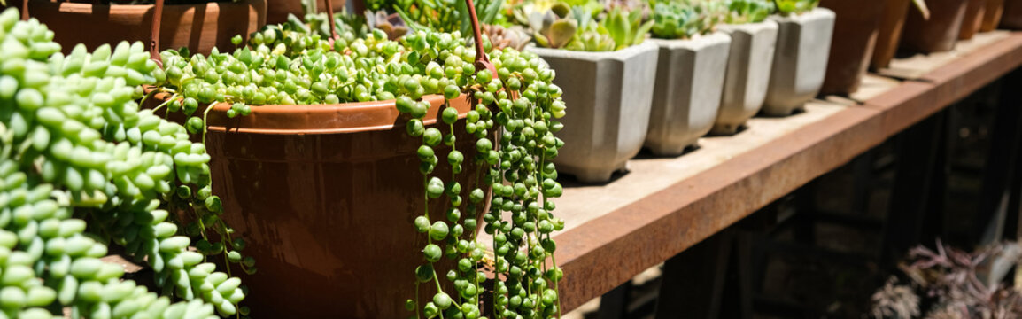 Banner, Hanging thread branches of Senecio rowleyanus. Curio, Asteraceae, ampelny plant, groundcover.
