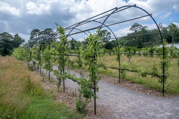 espaliered fruit trees growing around a long arch in an orchard